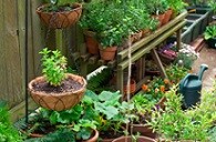 Container garden tips