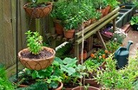 Growing Vegetables In Containers