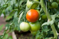 Growing Organic Tomatoes
