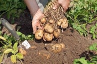 5 Tips For Growing Your Favorite  Potatoes