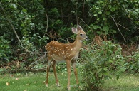 Deer Proofing Your Garden