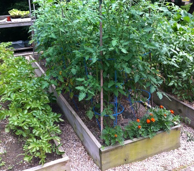 Organic gardening on raised beds