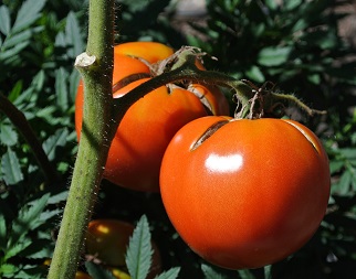 naturally grown organic  heirloom tomato