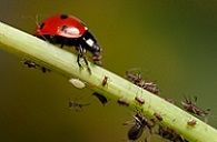 Use natural solutions to control pest in your garden