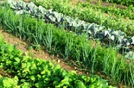 Tips for an Organic Garden